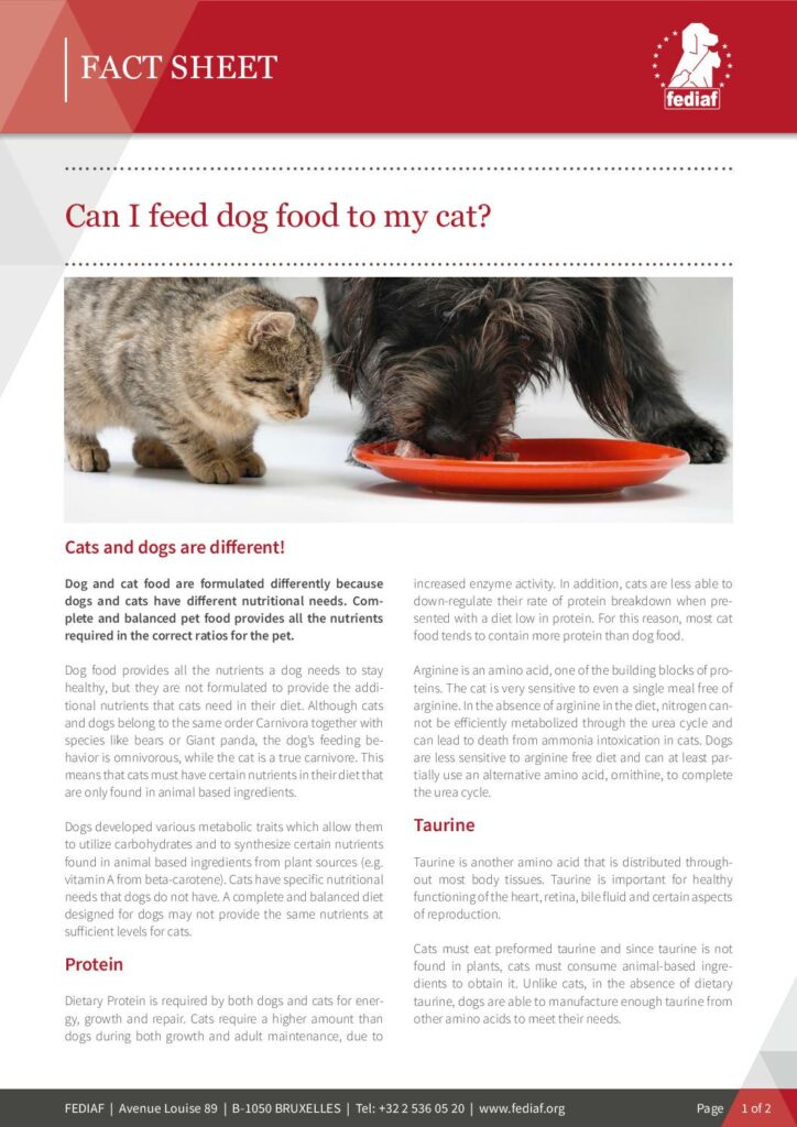 Can I feed dog food to my cat? cover